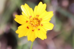 Coreopsis nuecensis