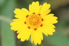 Coreopsis nuecensis