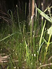 Eleocharis acicularis