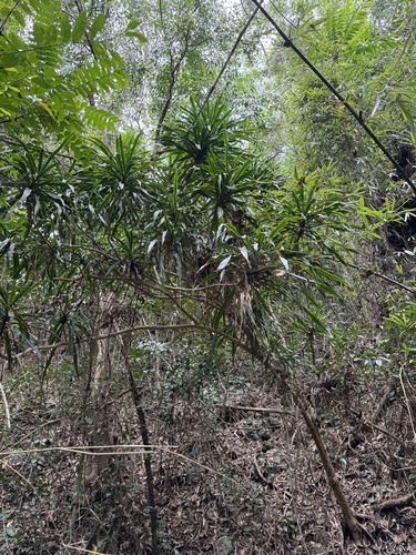 Dracaena angustifolia