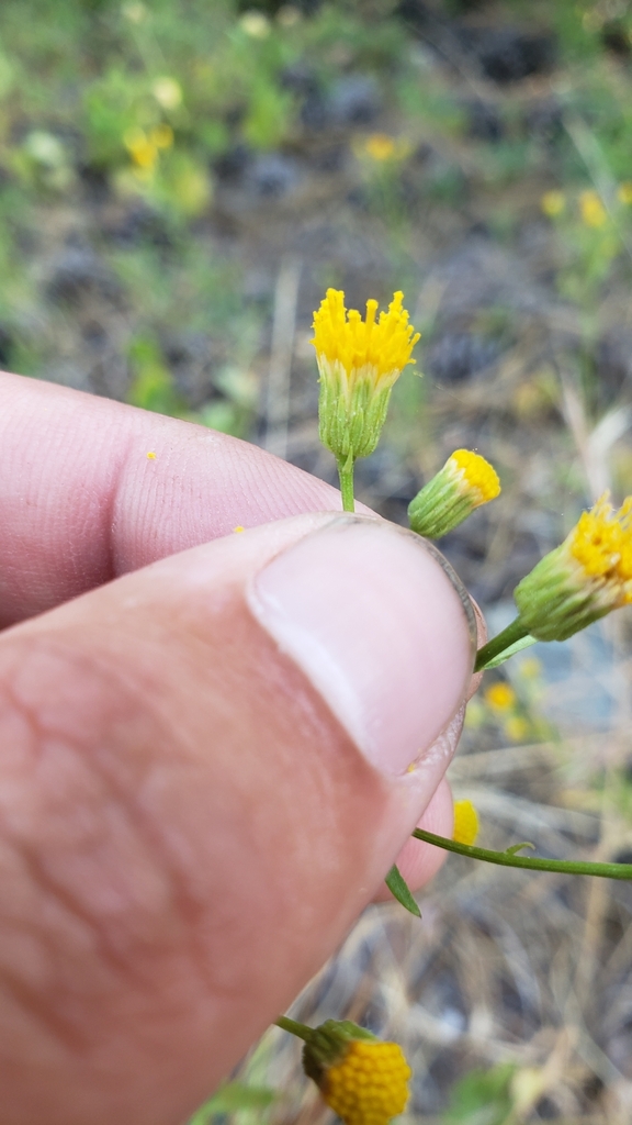 Erigeron inornatus var. inornatus