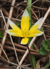 Tulipa urumiensis