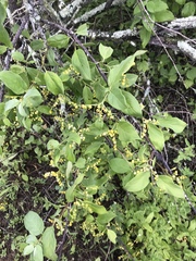 Myriopus psilostachya