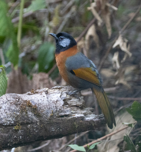 Collared Laughingthrush (Trochalopteron yersini), photo 7