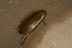 Cybister lateralimarginalis