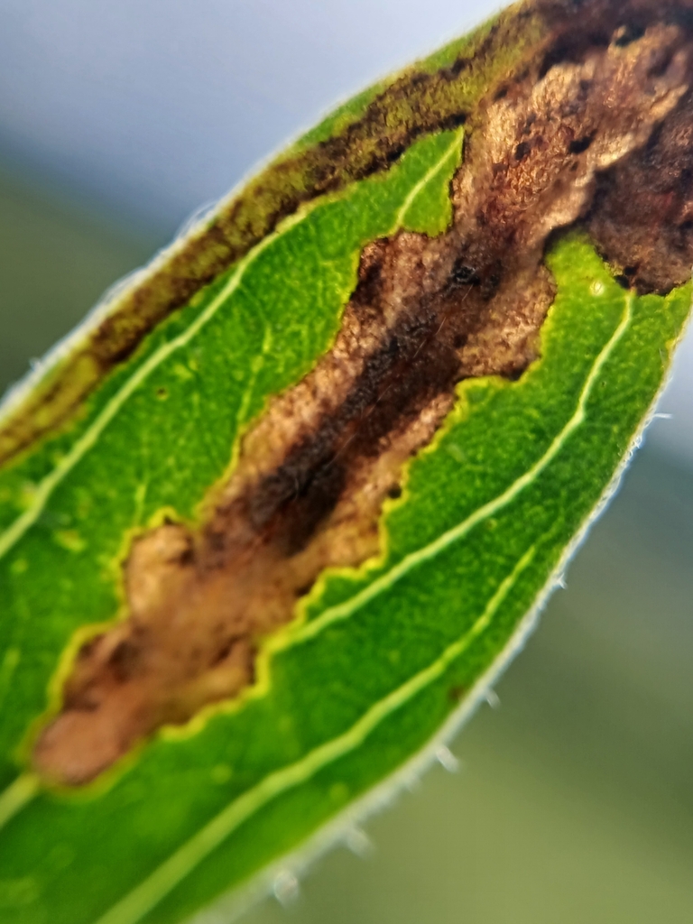 Agromyza pulla