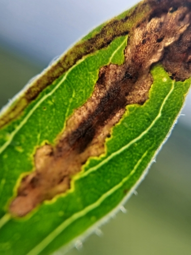Agromyza pulla