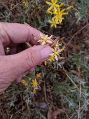 Bloomeria crocea crocea