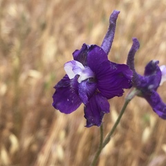 Delphinium variegatum