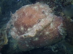 Geitodoris planata