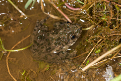 Pelodytes punctatus