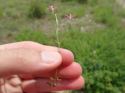 Image of Zeltnera texensis by (c) Joseph Aubert, some rights reserved (CC BY)