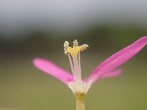 Image of Zeltnera texensis by (c) Joseph Aubert, some rights reserved (CC BY)