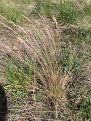 Poa fendleriana