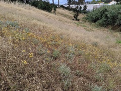 Bloomeria crocea crocea