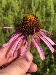 Echinacea atrorubens