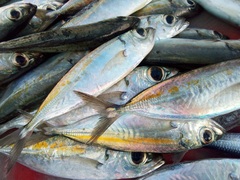 Selar crumenophthalmus