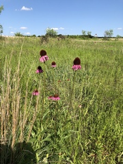 Echinacea atrorubens