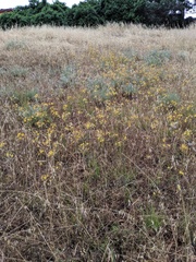 Bloomeria crocea crocea