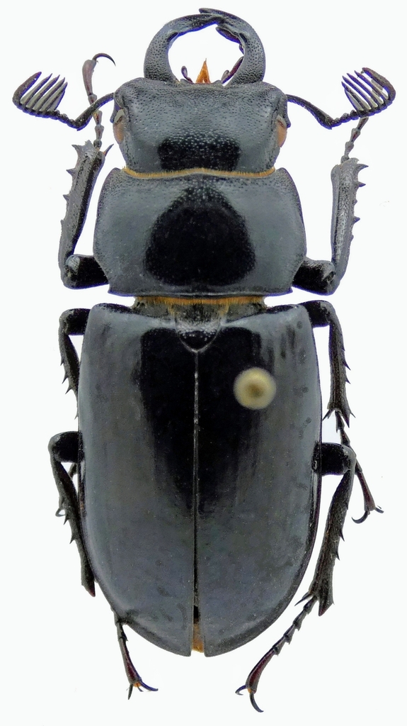Lucanus xerxes