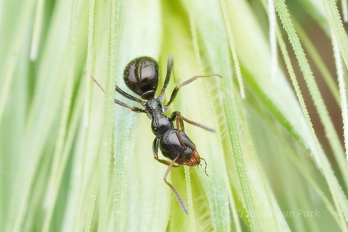 Bajcaridris theryi photographed in Morocco