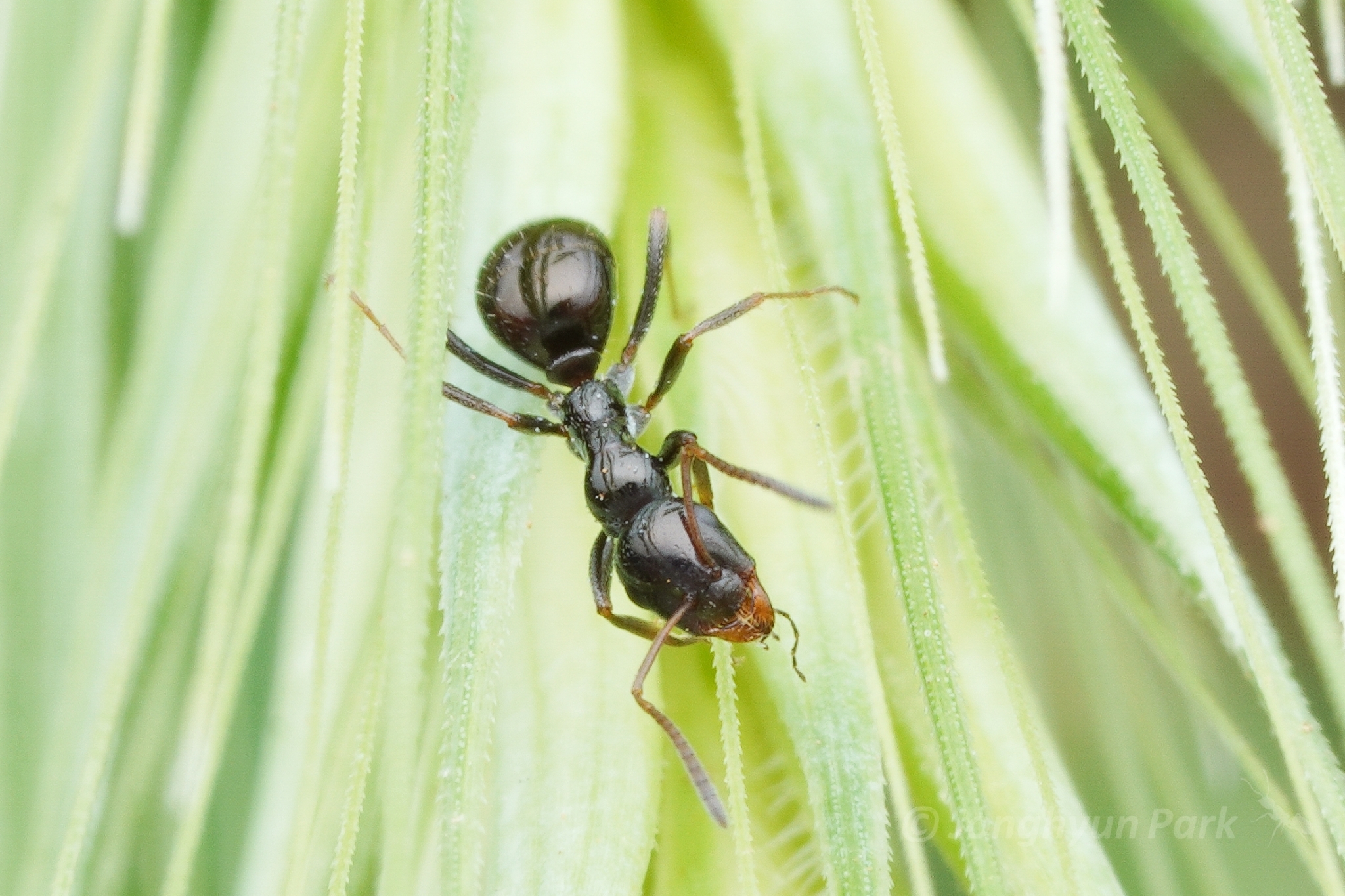 Bajcaridris theryi