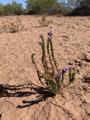 Phacelia popei