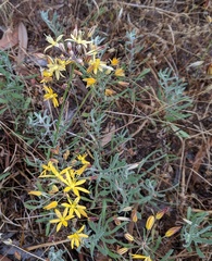 Bloomeria crocea crocea