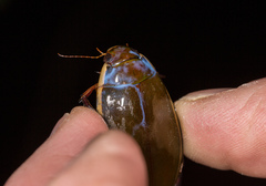 Cybister lateralimarginalis