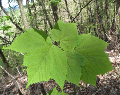 Nippon Maple (Acer nipponicum)