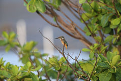 Alcedo atthis bengalensis
