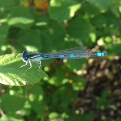 Coenagrion scitulum