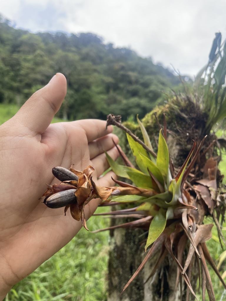 Werauhia attenuata