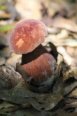 Boletus separans
