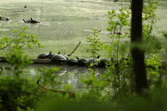 Pseudemys rubriventris