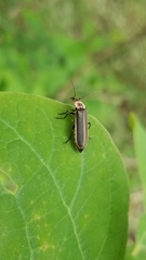 Podabrus brevicollis