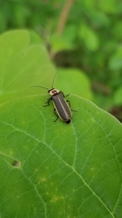 Podabrus brevicollis