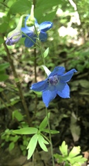 Delphinium alabamicum