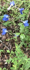 Delphinium alabamicum