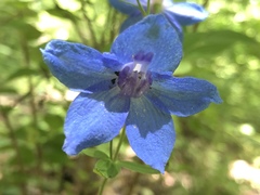 Delphinium alabamicum