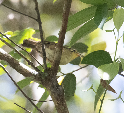 Black-crowned Fulvetta (Schoeniparus klossi)