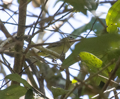 Clicking Shrike-babbler (Pteruthius intermedius), photo 2