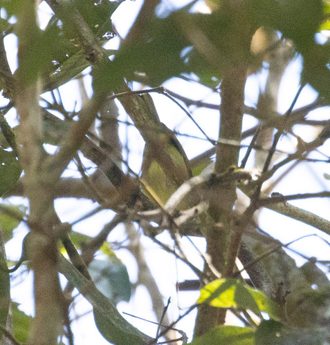 Clicking Shrike-babbler (Pteruthius intermedius), photo 3