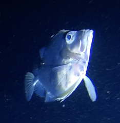 Mirror Dory photo 5