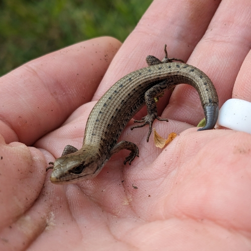 iNaturalist observation photo of Northern Alligator Lizard