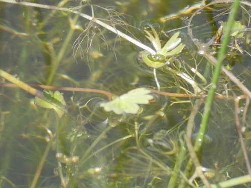 iNaturalist observation photo of Ranunculus mongolicus