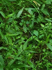 Nerodia erythrogaster