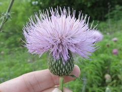 Cirsium engelmannii