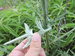 Cirsium engelmannii
