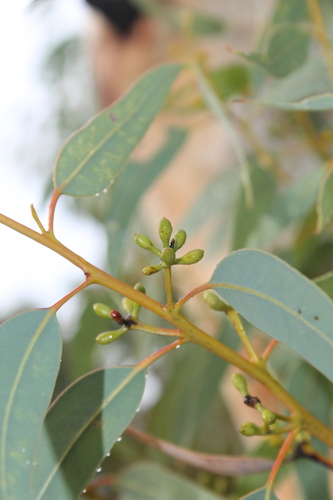 Image of Eucalyptus laeliae by (c) Malcolm Simard, some rights reserved (CC BY)